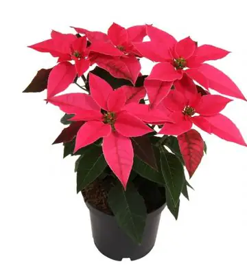 Еуфорбиа D11 H23 - Euphorbia Princettia mix