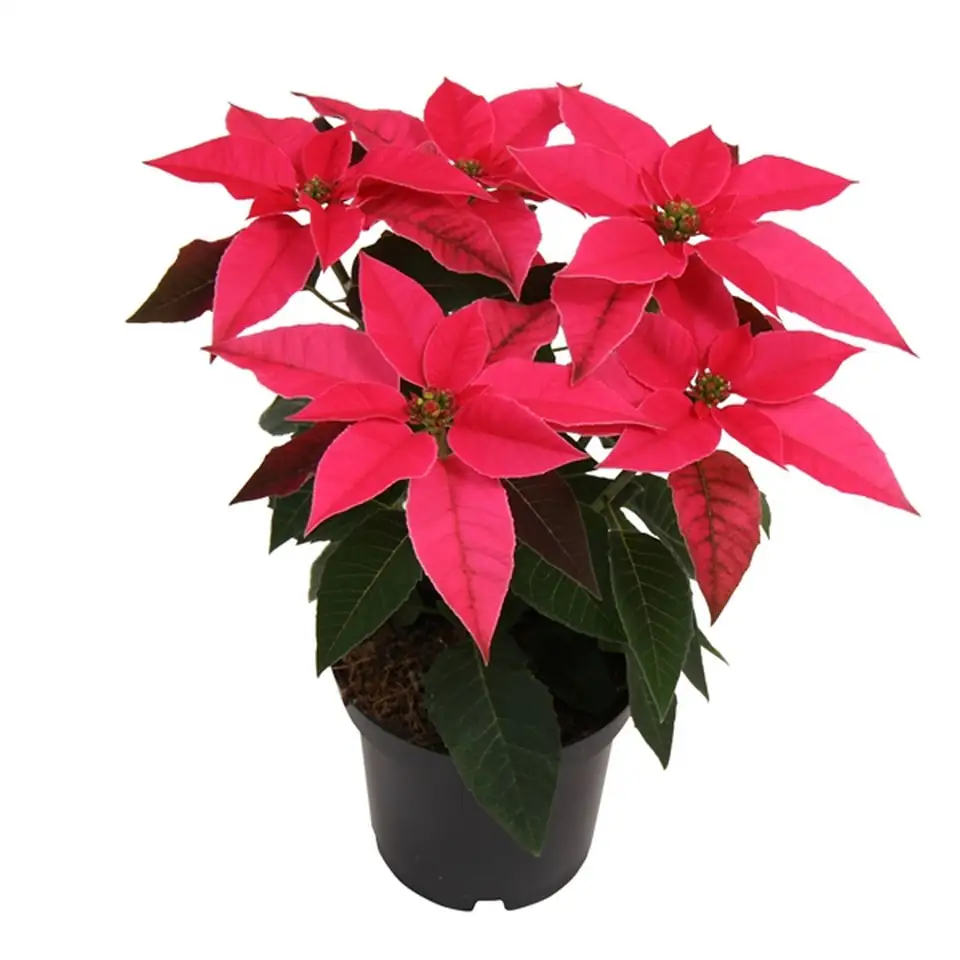 Еуфорбиа D11 H23 - Euphorbia Princettia mix