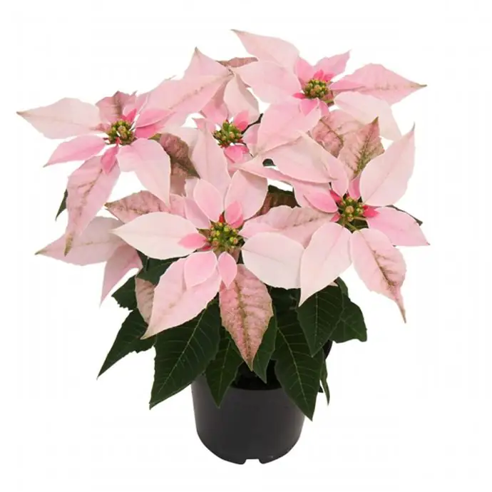 Еуфорбиа D11 H23 - Euphorbia Princettia mix - Image 2