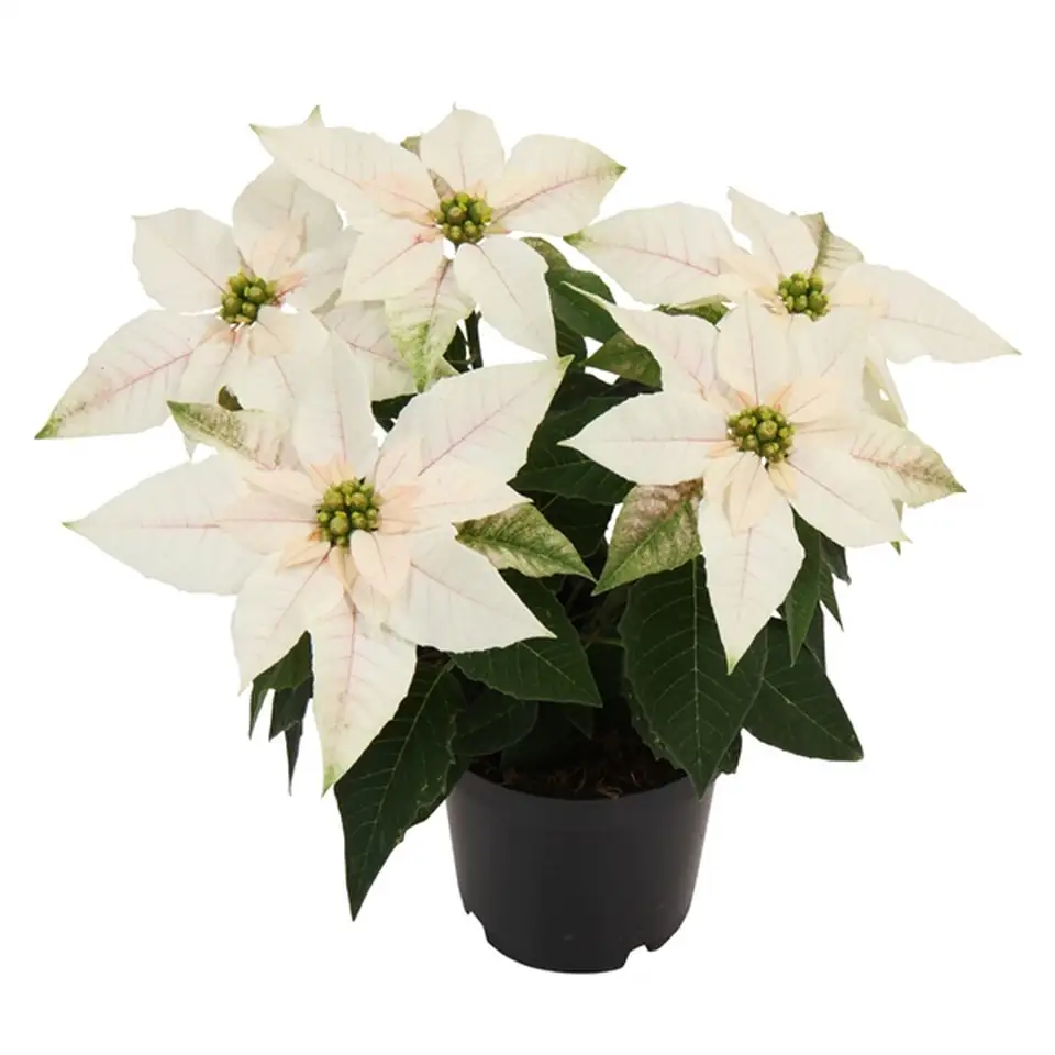 Еуфорбиа D11 H23 - Euphorbia Princettia mix - Image 3