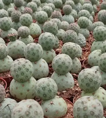 Кактус D6.5 H8 - Tephrocactus Geometricus