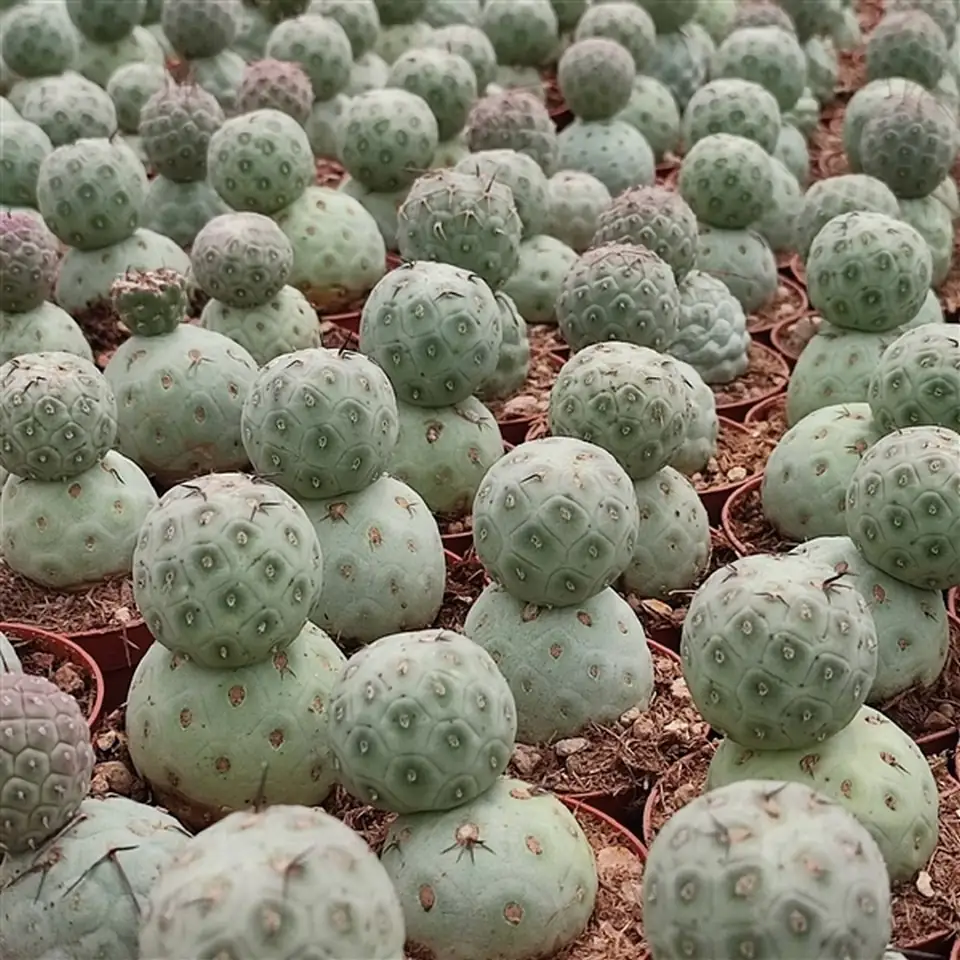 Кактус D6.5 H8 - Tephrocactus Geometricus