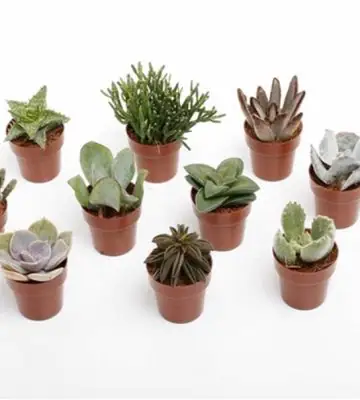 Сукулент D5.5 H12 - Succulents mix