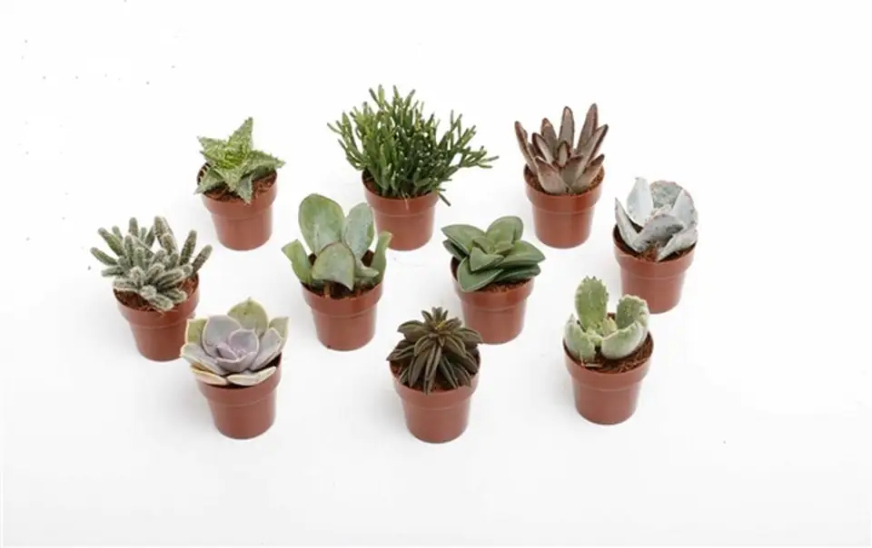 Сукулент D5.5 H12 - Succulents mix