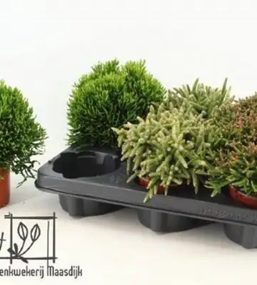 Рипсалис D10 H15 - Rhipsalis burchellii mix