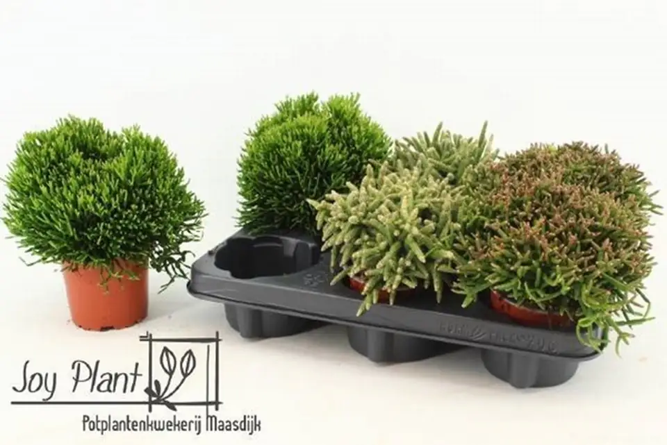 Рипсалис D10 H15 - Rhipsalis burchellii mix