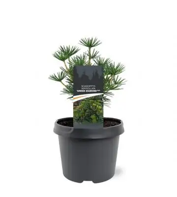 Чадъровиден бор D19 H30 - Sciadopitys verticillata