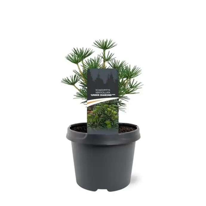 Чадъровиден бор D19 H30 - Sciadopitys verticillata