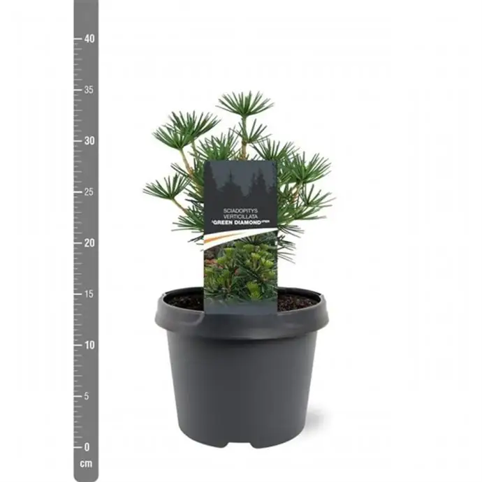 Чадъровиден бор D19 H30 - Sciadopitys verticillata - Image 2