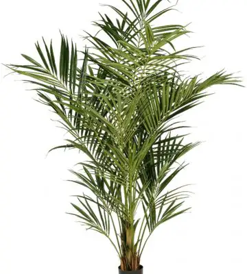 Палма H225см пласт. - Natural Kentia Palm De Luxe