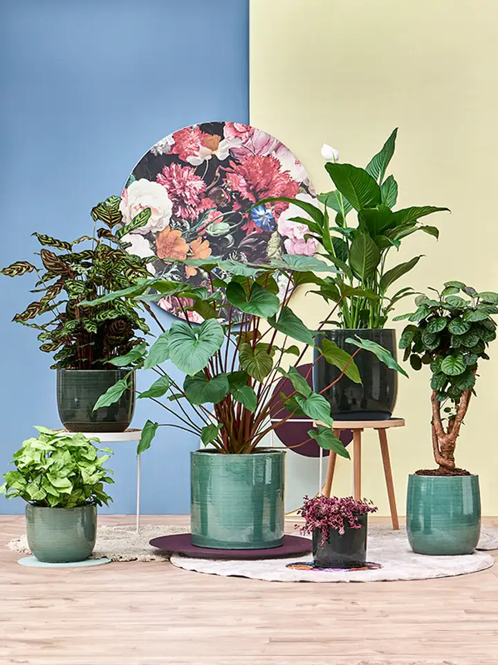 Plain Striped D37 H41 - Darcy aqua - Image 2