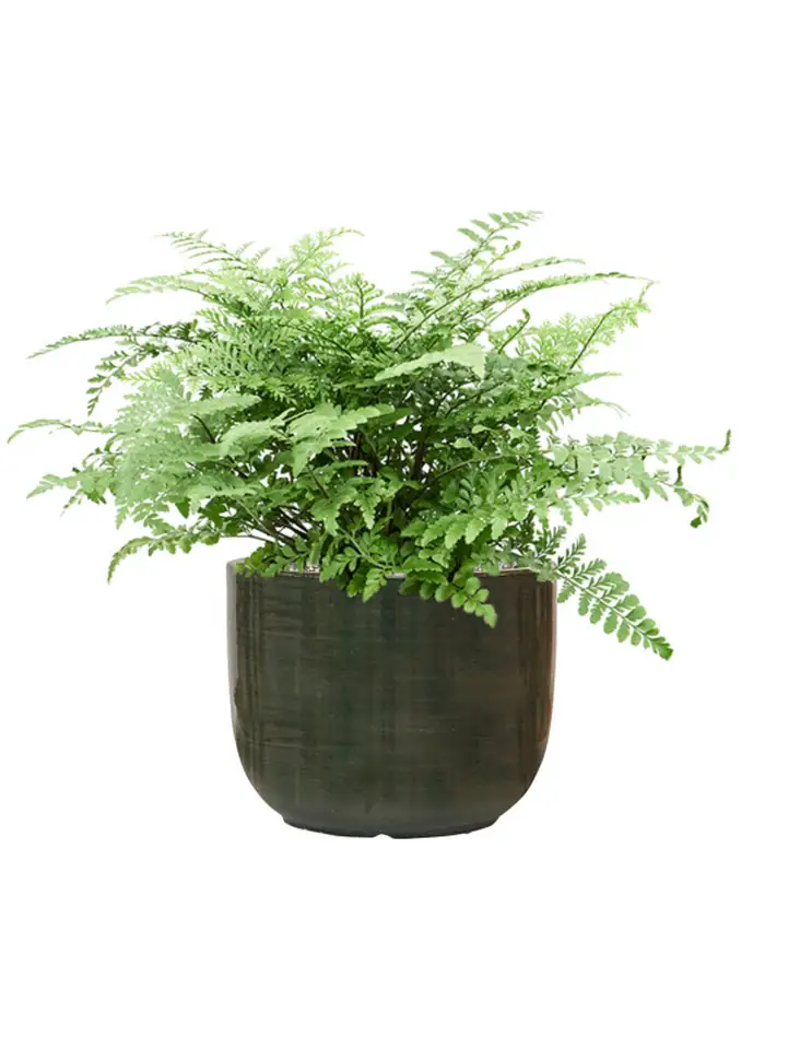 Plain Striped D27 H21 - Couple olive - Image 2