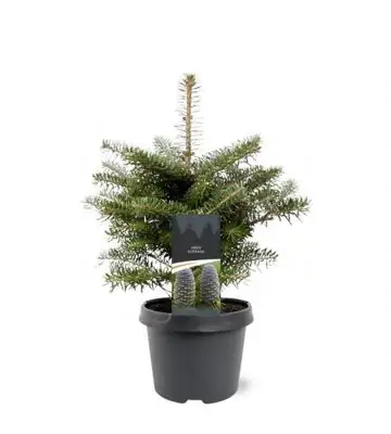Корейска ела D19 H35 - Abies koreana