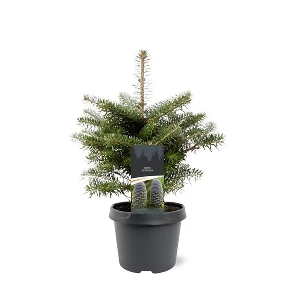 Корейска ела D19 H35 - Abies koreana