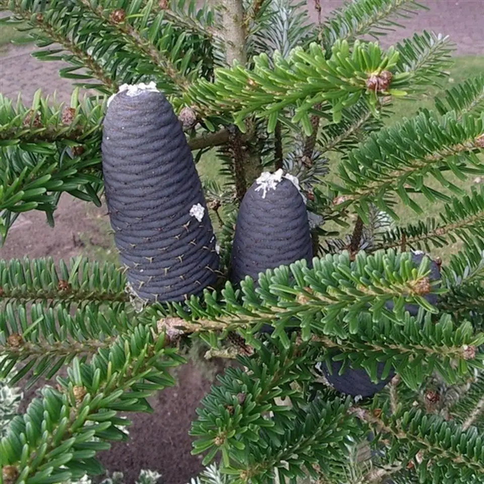 Корейска ела D19 H35 - Abies koreana - Image 2