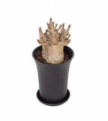 Адениум D10 H20 - Adenium Baobab