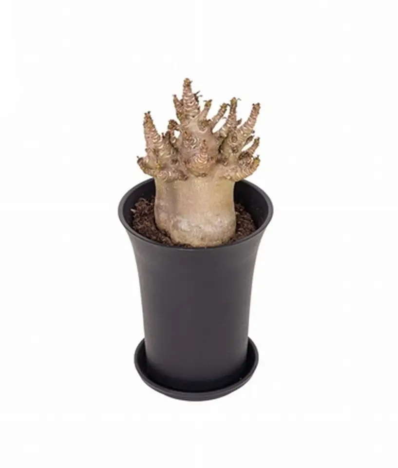 Адениум D10 H20 - Adenium Baobab