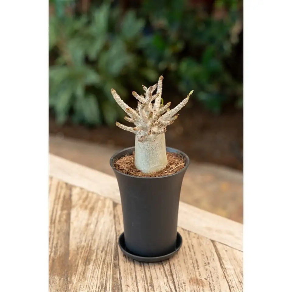 Адениум D10 H20 - Adenium Baobab - Image 2