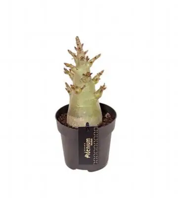 Адениум D12 H27 - Adenium Thai