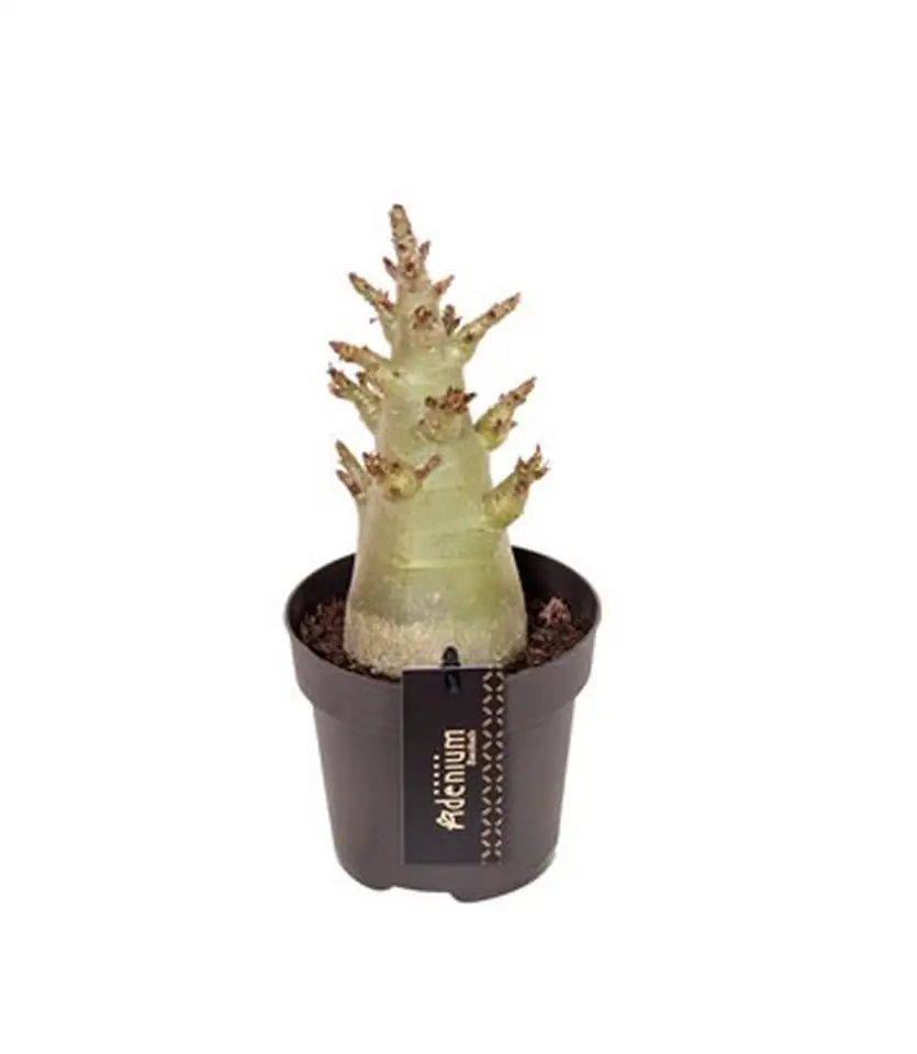 Адениум D12 H27 - Adenium Thai