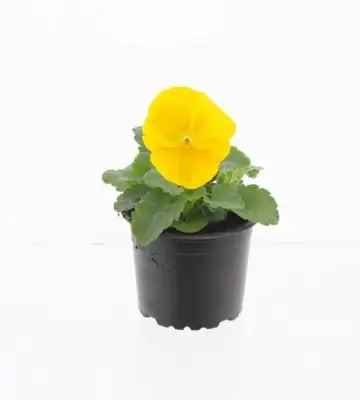 Виола D9 H12 - Viola F1 yellow