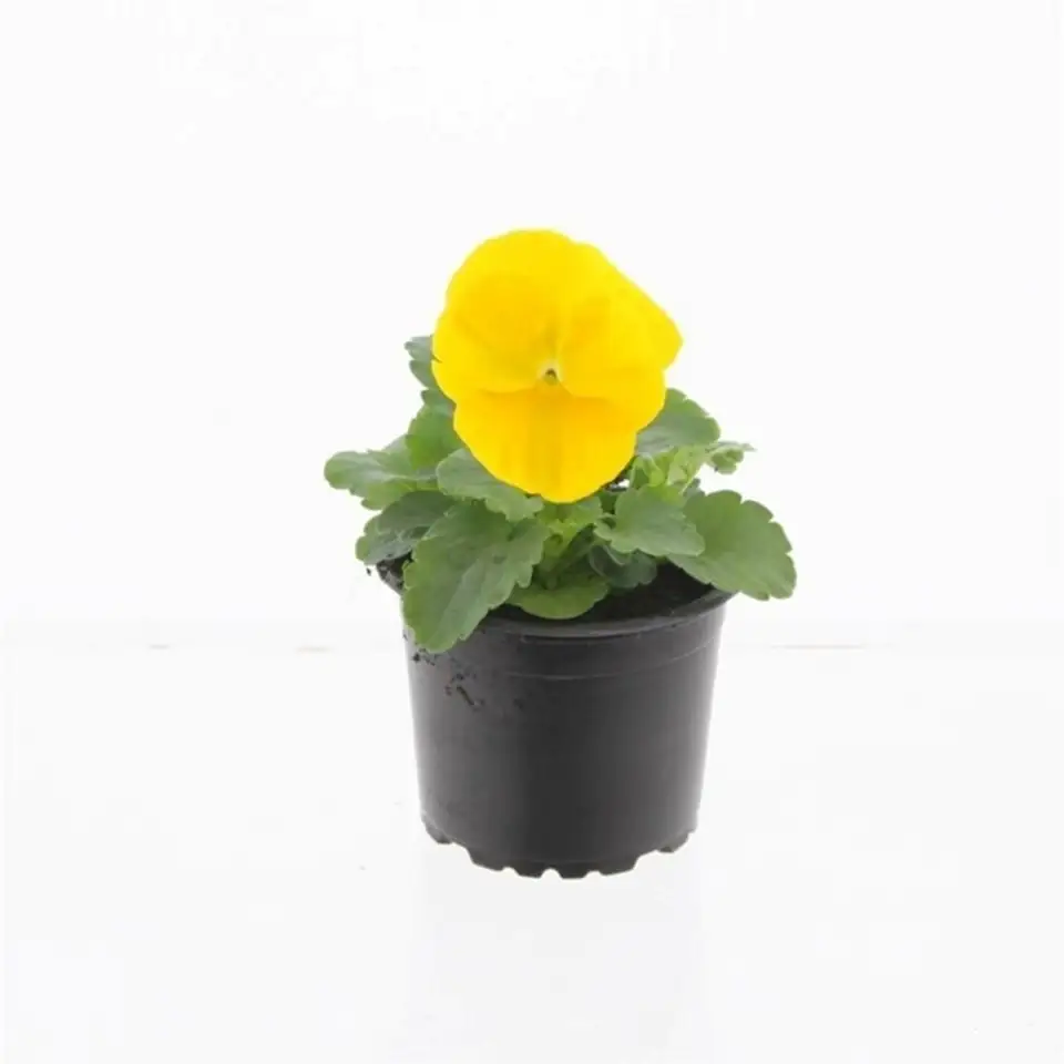 Виола D9 H12 - Viola F1 yellow