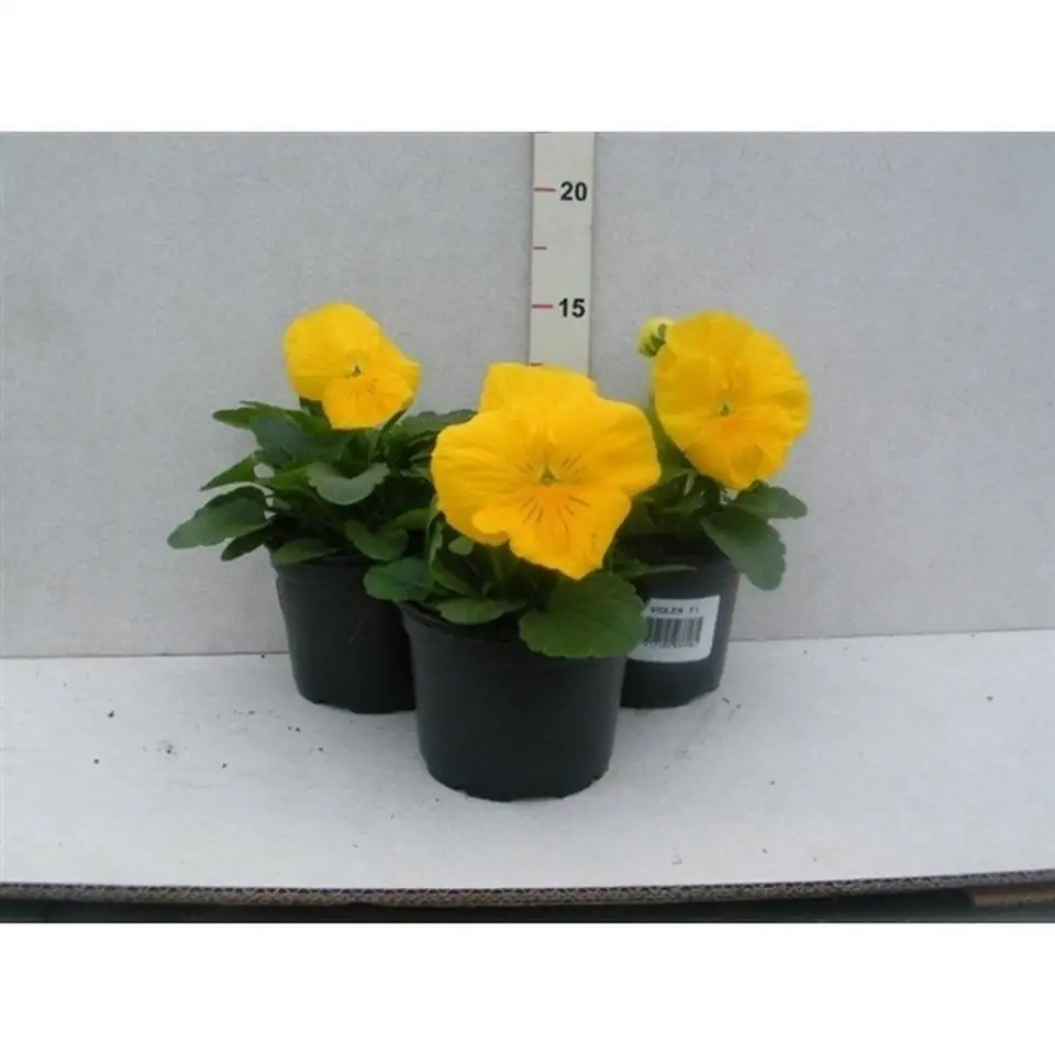 Виола D9 H12 - Viola F1 yellow - Image 2
