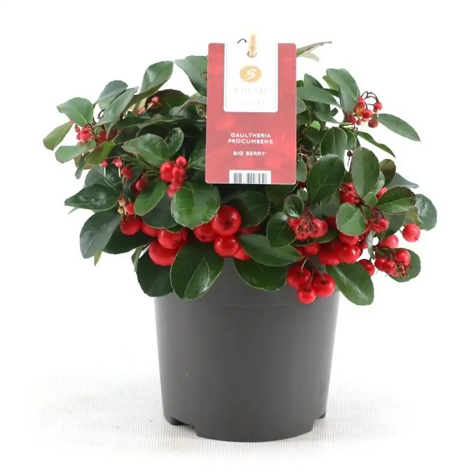 Голтерия D11 H15 - Gaultheria procumbens