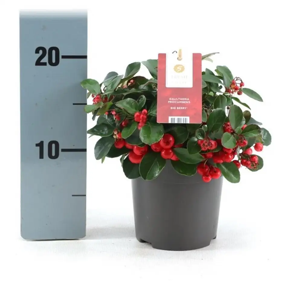 Голтерия D11 H15 - Gaultheria procumbens - Image 2