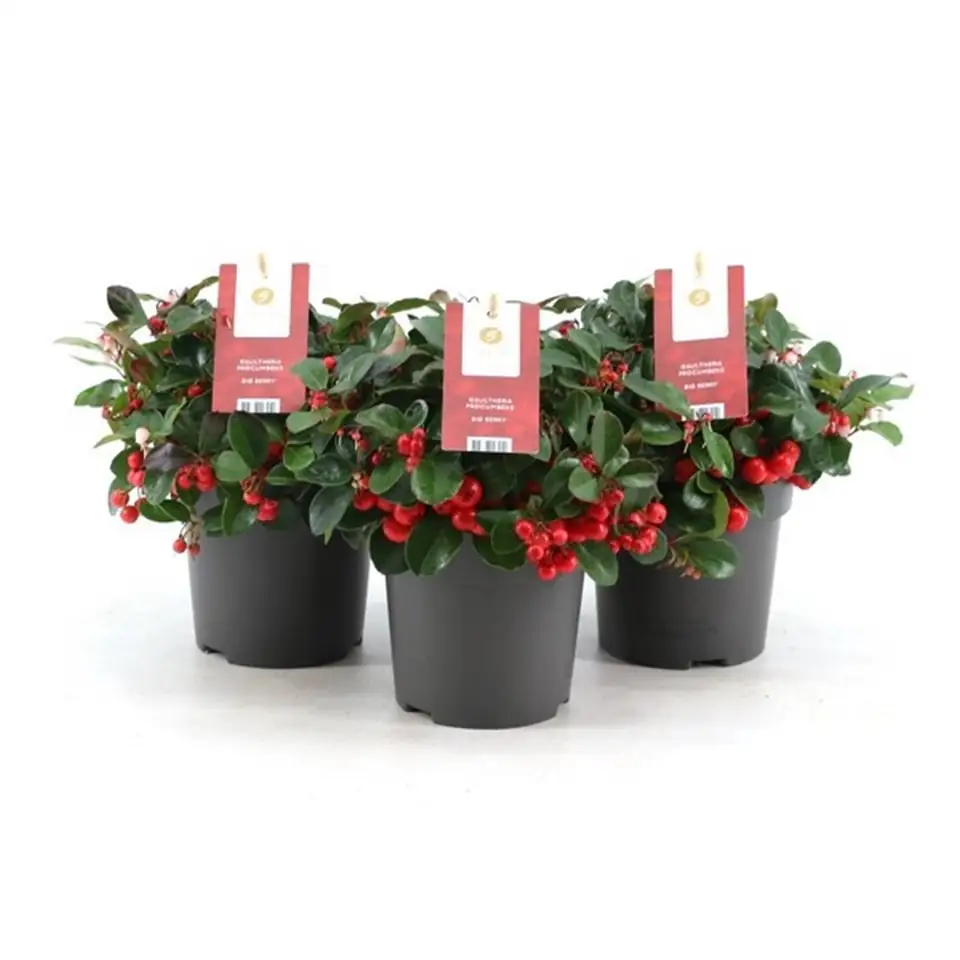 Голтерия D11 H15 - Gaultheria procumbens - Image 3
