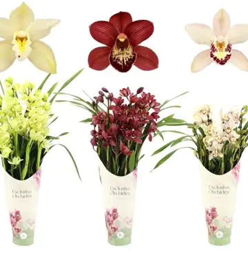 Орхидея D14 H80 - Cymbidium mix