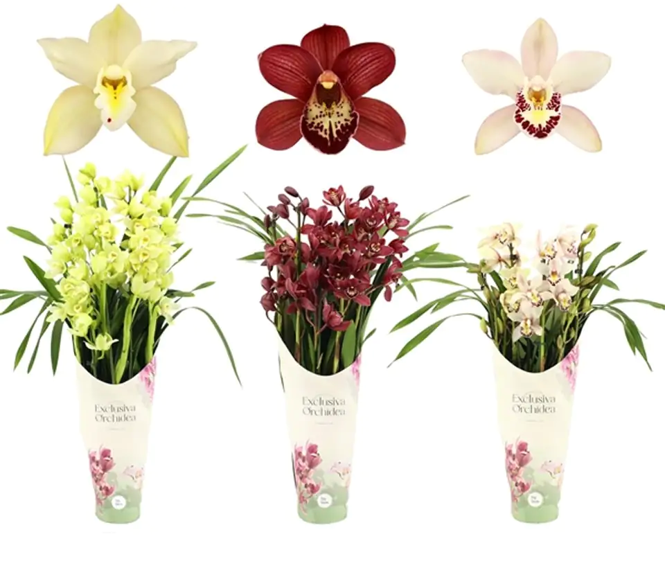 Орхидея D14 H80 - Cymbidium mix