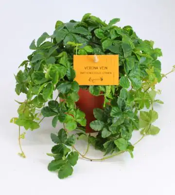 Партеноцисус D12 H20 - Parthenocissus Striatha