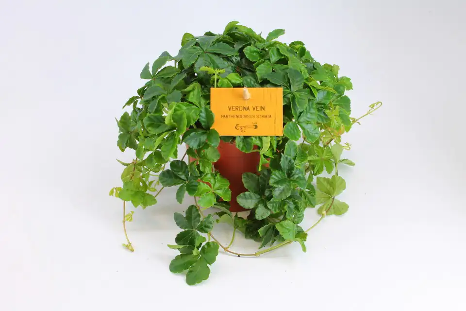 Партеноцисус D12 H20 - Parthenocissus Striatha