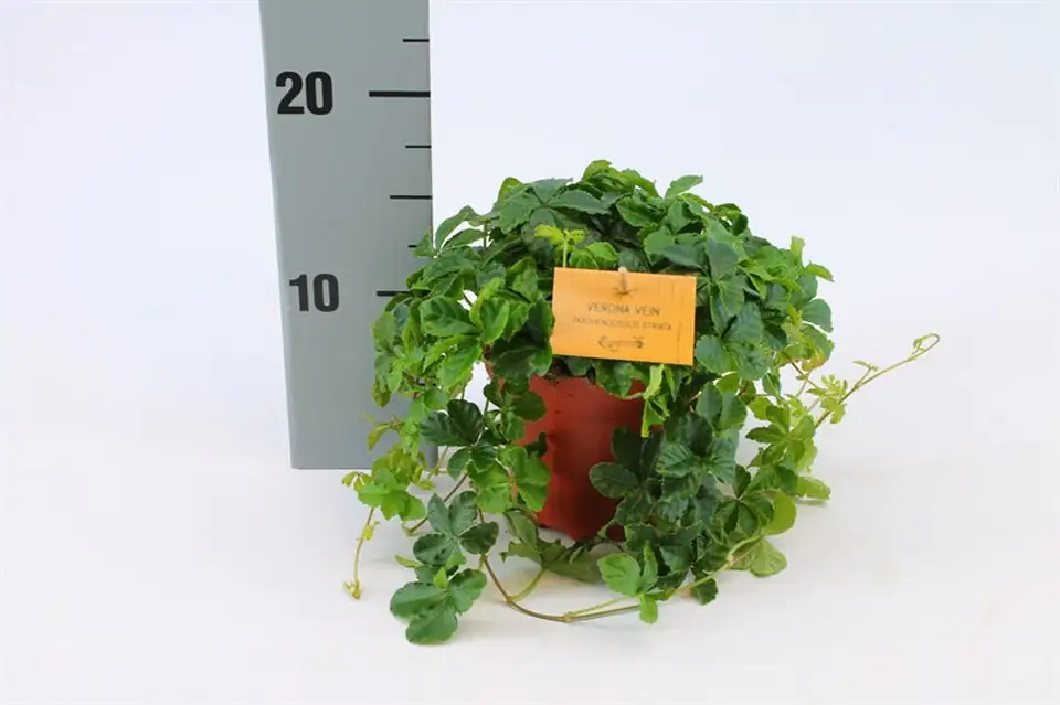 Партеноцисус D12 H20 - Parthenocissus Striatha - Image 2