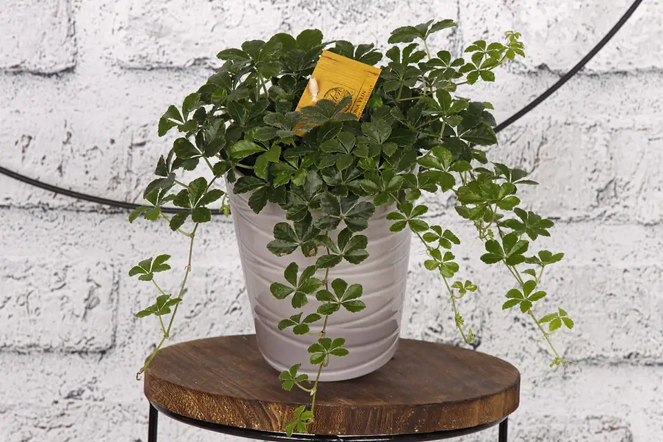 Партеноцисус D12 H20 - Parthenocissus Striatha - Image 3