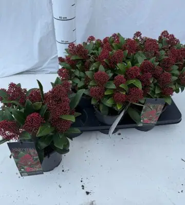 Скимиа D15 H40 - Skimmia jap. Rubella