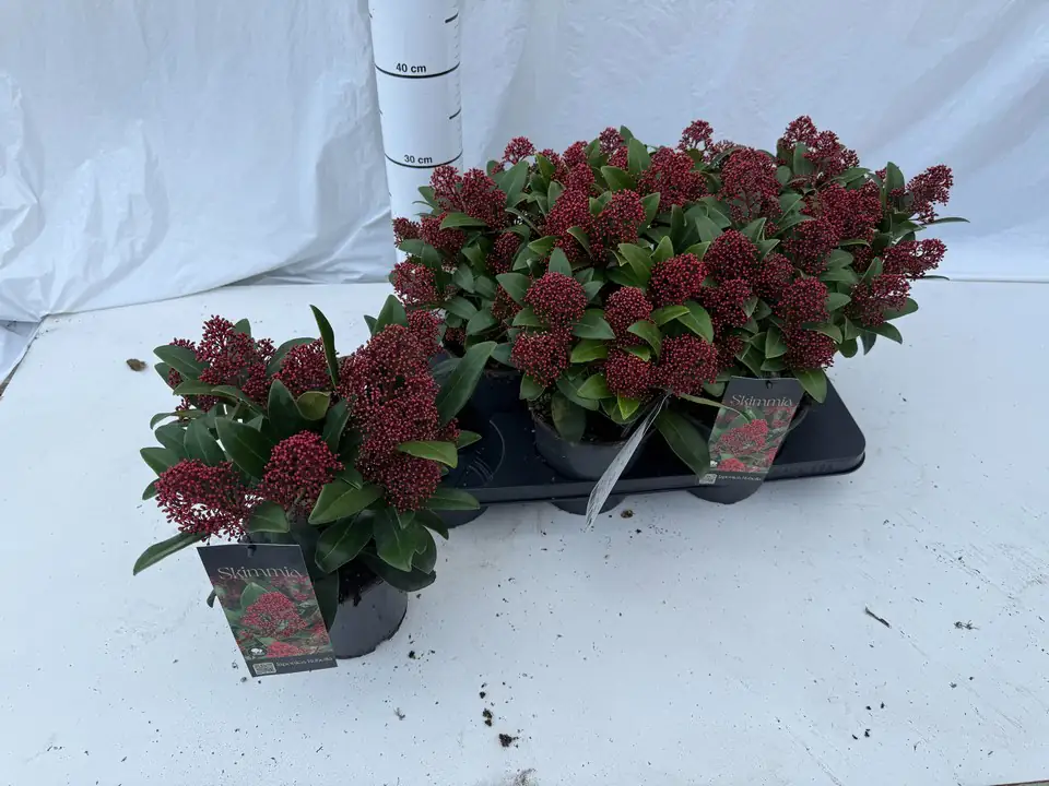Скимиа D15 H40 - Skimmia jap. Rubella
