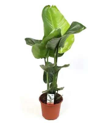 Стрелиция D17 H70 - Strelitzia Nicolai