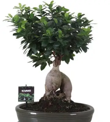 Фикус D35 H45 - Ficus Microcarpa Ginseng