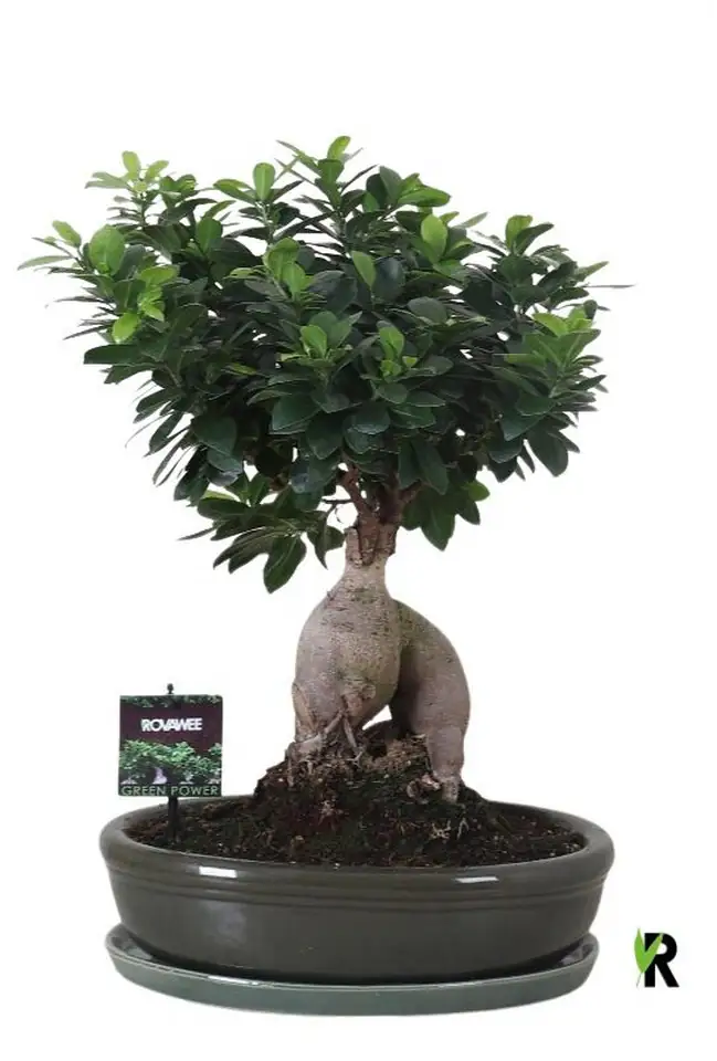 Фикус D35 H45 - Ficus Microcarpa Ginseng