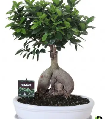 Фикус D35 H45 - Ficus Microcarpa Ginseng