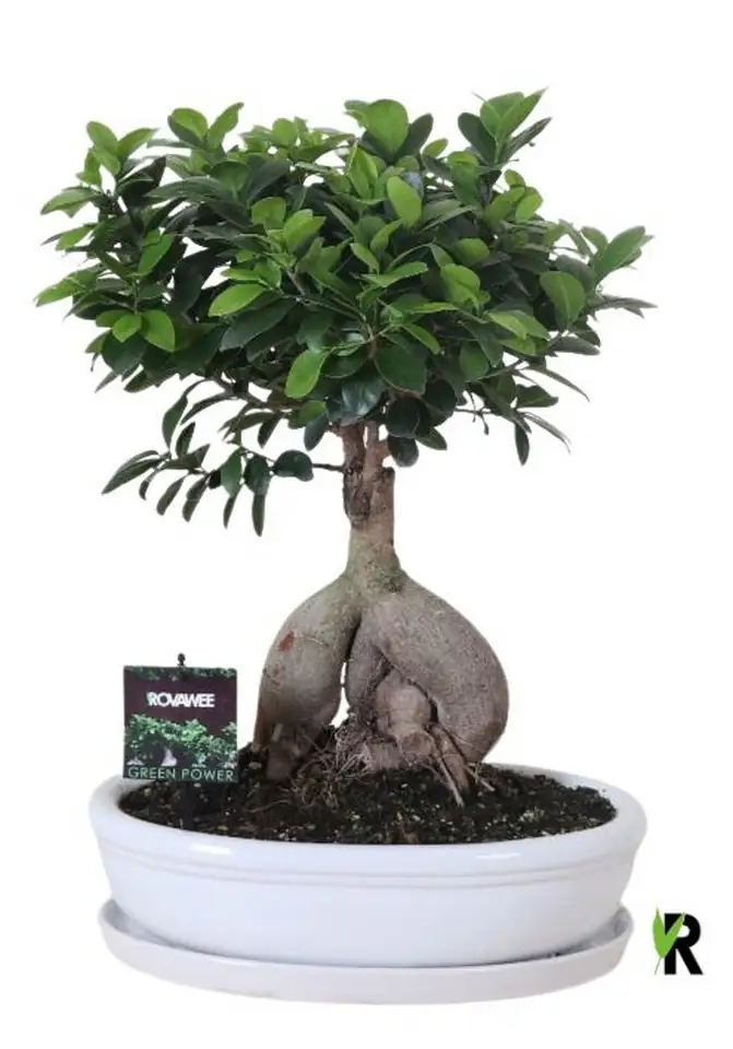 Фикус D35 H45 - Ficus Microcarpa Ginseng