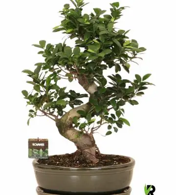 Фикус D35 H70 - Ficus Microcarpa Ginseng