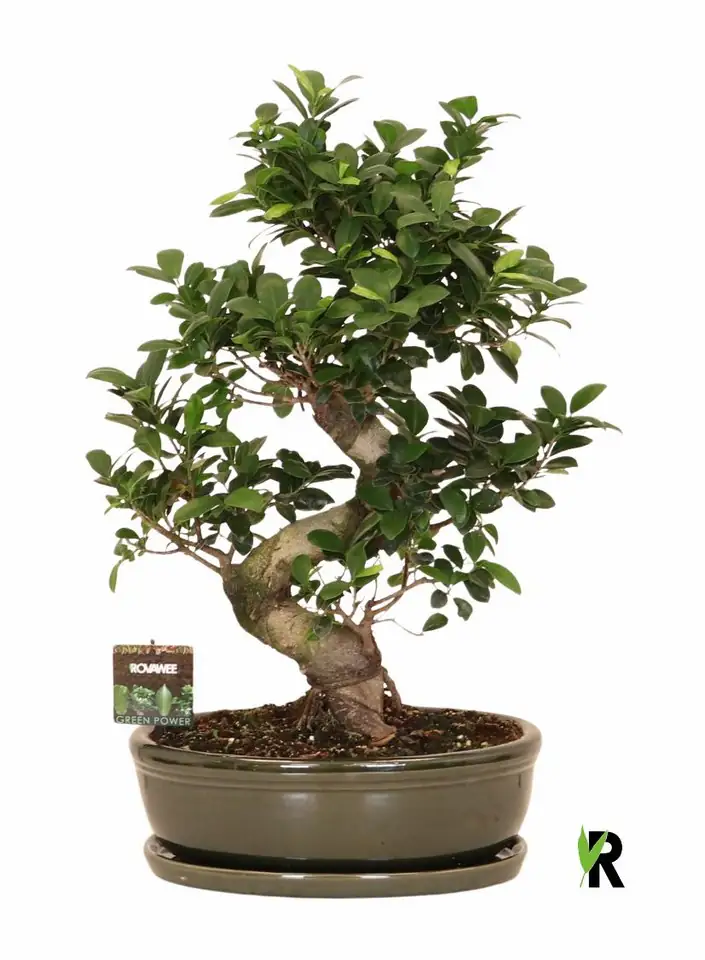 Фикус D35 H70 - Ficus Microcarpa Ginseng