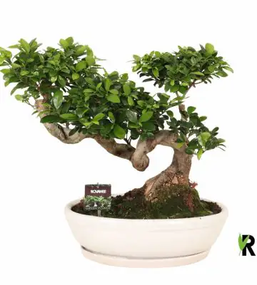 Фикус D45 H70 - Ficus Microcarpa Ginseng