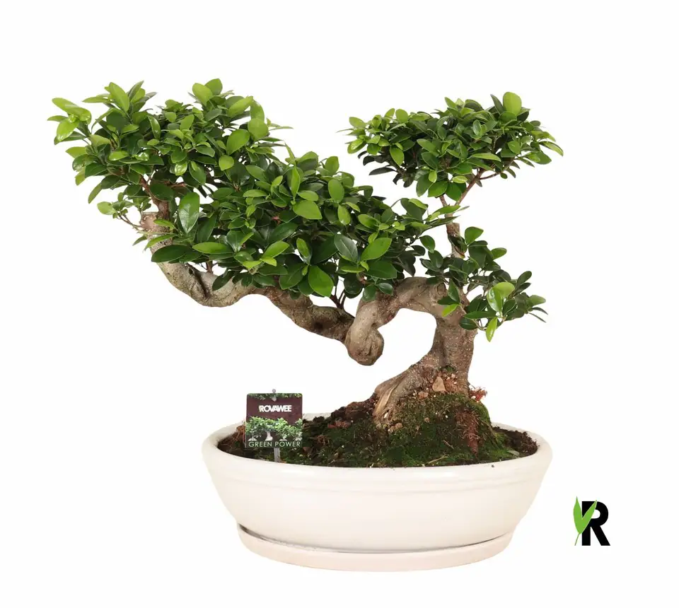 Фикус D45 H70 - Ficus Microcarpa Ginseng