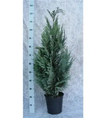 Хемаципарис D24 H120 - Chamaecyparis Columnaris