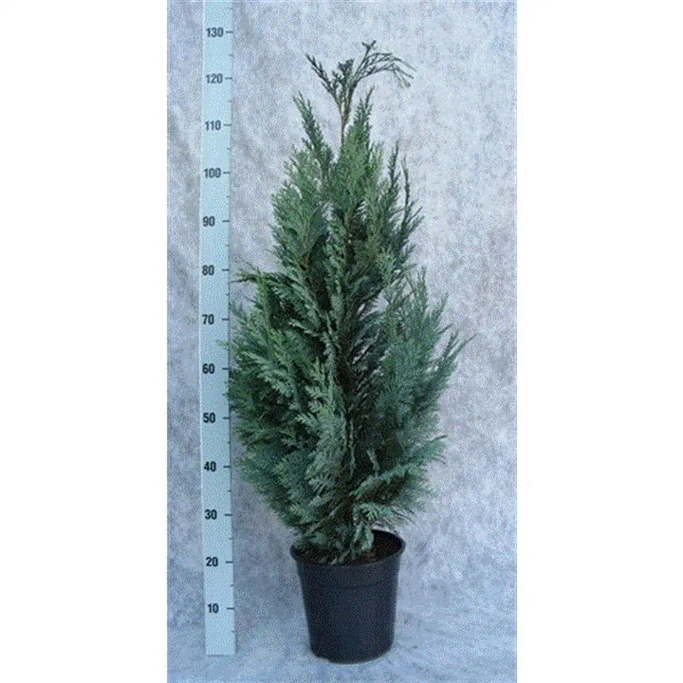 Хемаципарис D24 H120 - Chamaecyparis Columnaris