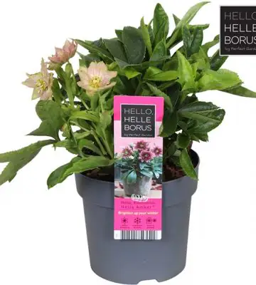 Хелеборус D14 H35 - Helleborus Hello Amber